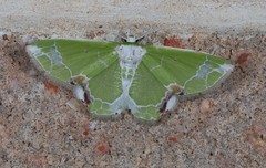 Protuliocnemis partita