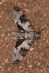 Psilogramma papuensis