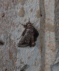 Pygmaeomorpha modesta