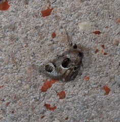 Pygmaeomorpha ocularis