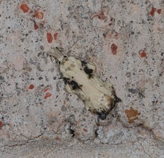 Tonica effractella