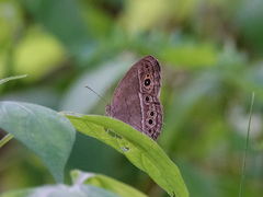 Mycalesis perseoides