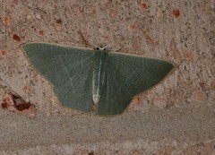 Thalassodes dorsilinea