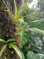 Maxillaria coccinea