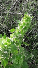 Moluccella laevis