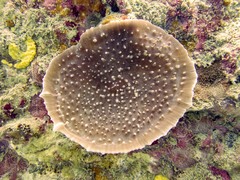 Amplexidiscus fenestrafer