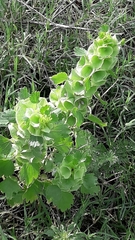 Moluccella laevis