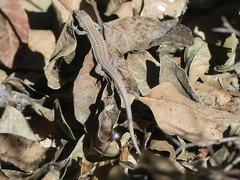 Gallotia atlantica