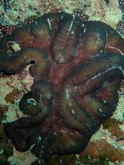 Lobophyllia hataii