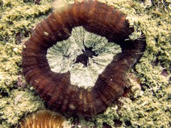 Lobophyllia hataii