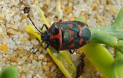 Eurydema herbacea