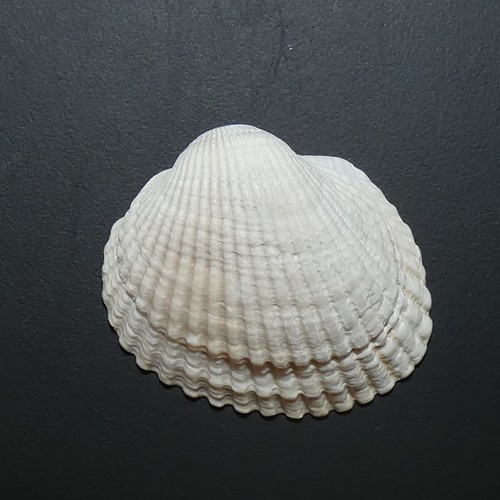 Anadara trapezia (Deshayes, 1839)