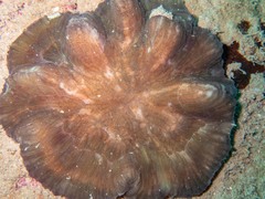 Lobophyllia hataii