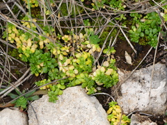 Valantia muralis