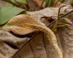 Puccinia mariae-wilsoniae
