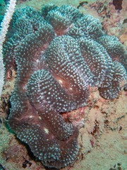 Lobophyllia flabelliformis