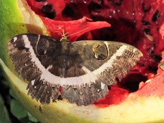 Erebus terminitincta