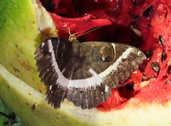 Erebus terminitincta