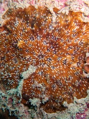 Cycloseris explanulata