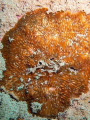 Cycloseris explanulata