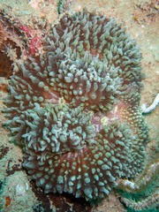 Lobophyllia flabelliformis