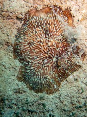 Cycloseris explanulata