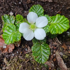 Rubus geoides