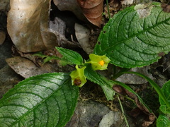 Chrysothemis friedrichsthaliana