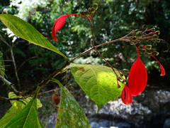 Pogonopus exsertus