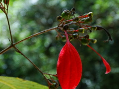 Pogonopus exsertus