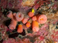 Cladopsammia gracilis