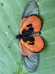 Acraea insignis