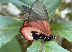 Acraea insignis
