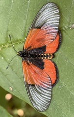Acraea insignis