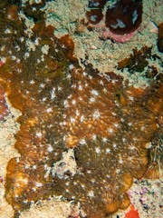 Cycloseris explanulata