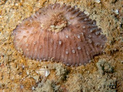 Ctenactis