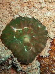 Lobophyllia hataii