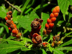 Aphelandra sinclairiana
