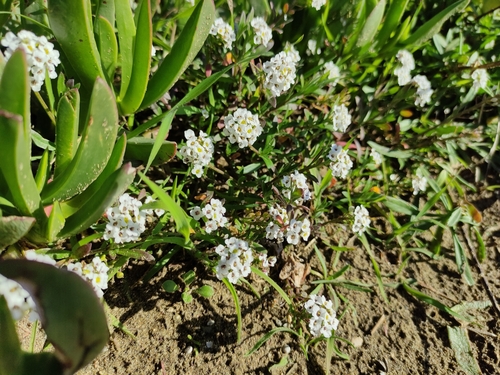 Sweet alyssum