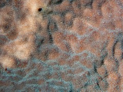 Psammocora nierstraszi