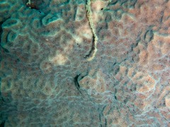 Psammocora nierstraszi