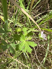 Geranium gardneri