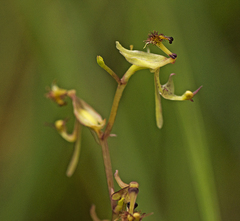 Arthrochilus irritabilis