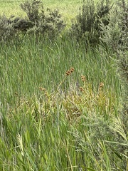 Cladium procerum
