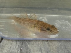 Philypnodon grandiceps