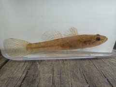 Philypnodon grandiceps