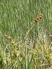 Cladium procerum