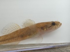 Philypnodon grandiceps