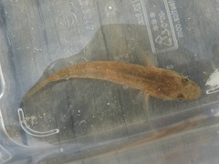 Philypnodon grandiceps