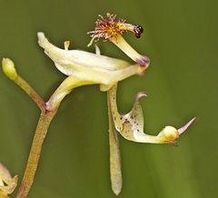 Arthrochilus irritabilis